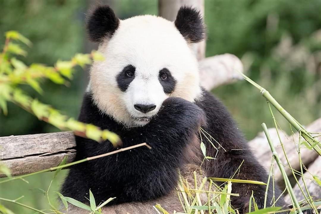 Les Bruyeres De Jeanne Et Rene Zoo De Beauval A 20Min,Chateaux Tout Inclus Fontguenand Exterior foto
